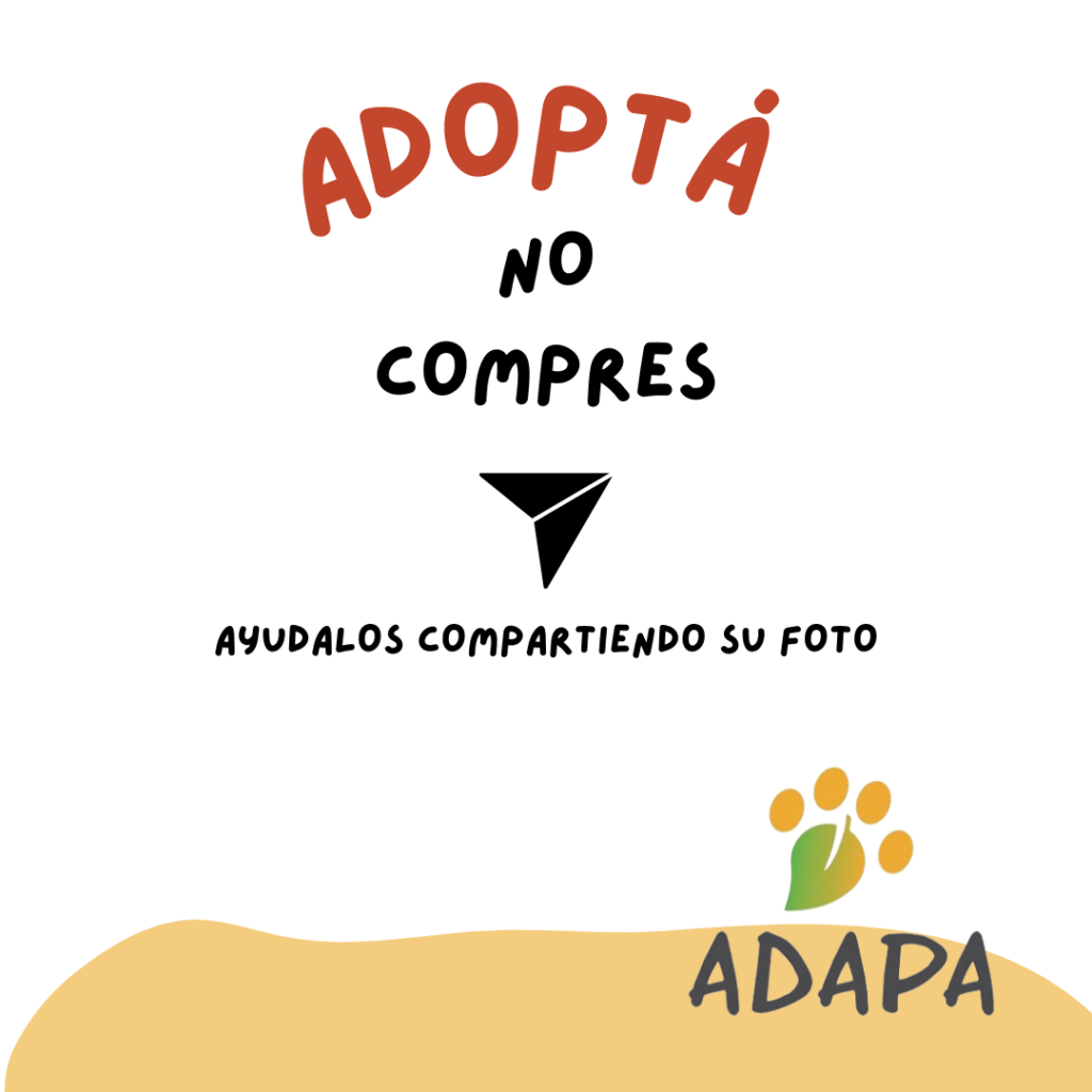 ADAPA ofrece perros y gatos en adopción