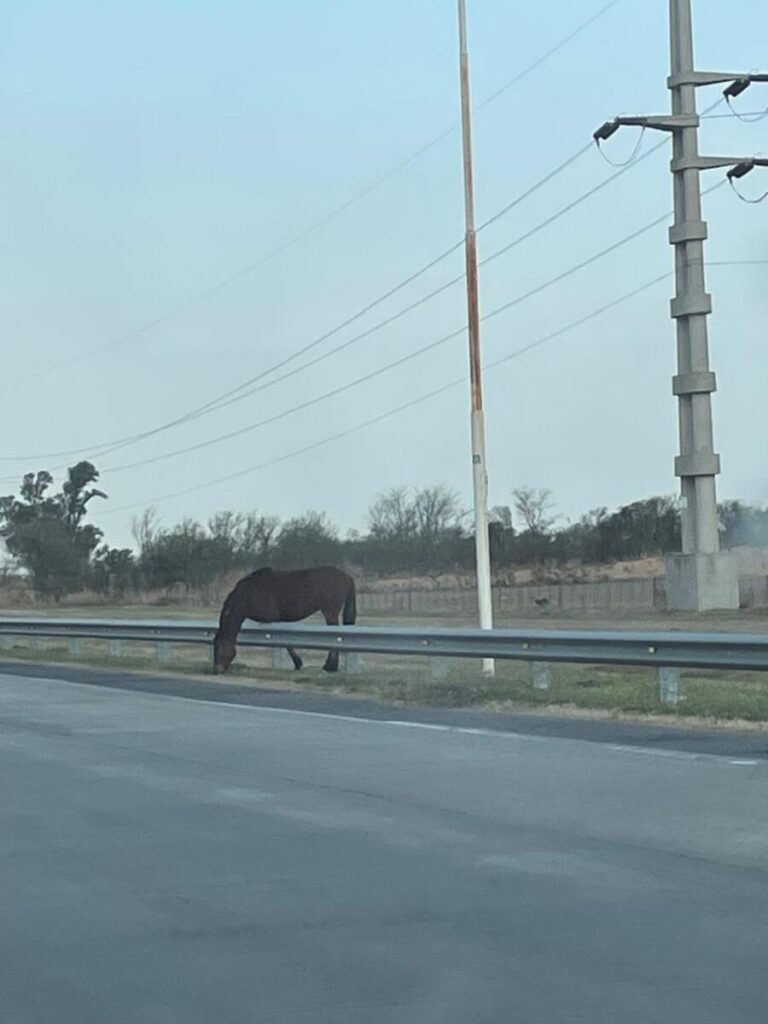 El peligro de los caballos sueltos en Frontera con varios accidentes