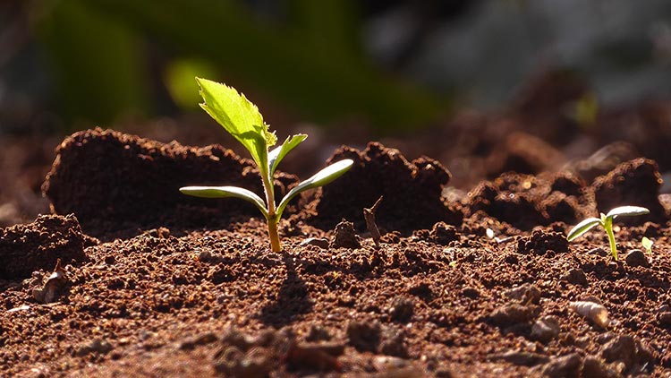 Restaurando nuestra alma: sembrando semillas de fe…