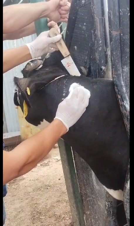 Intentaron faenar una vaca y le dejaron un cuchillo clavado en el cuello