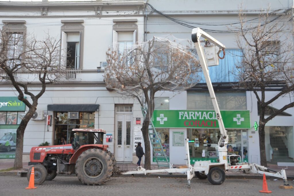 Nuevo árbol del centro amaneció con red para controlar la presencia de aves